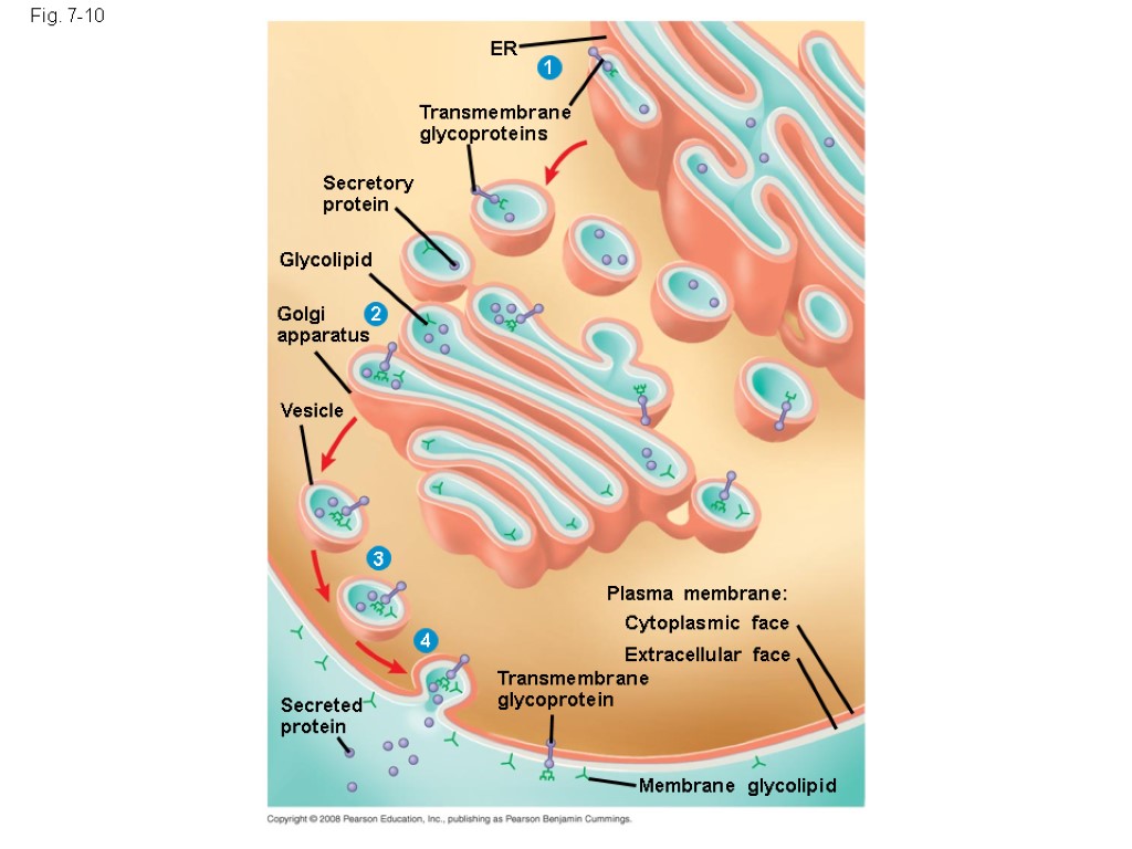 Fig. 7-10 ER 1 Transmembrane glycoproteins Secretory protein Glycolipid 2 Golgi apparatus Vesicle 3